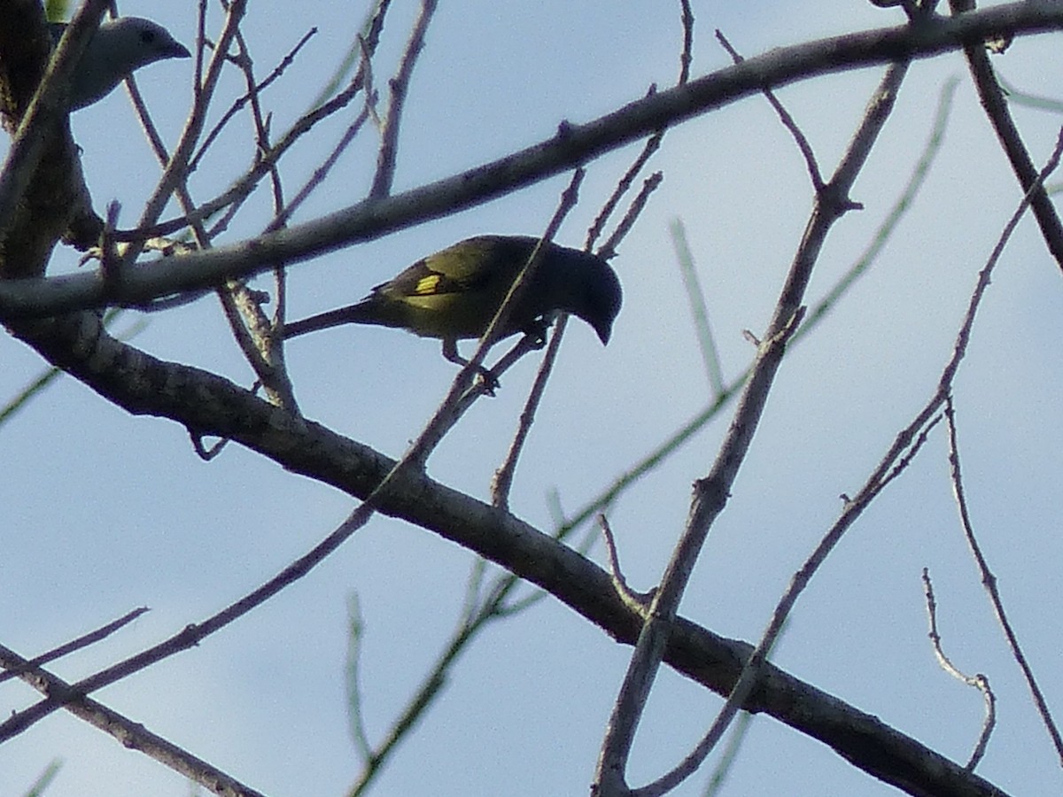 Yellow-winged Tanager - ML617796096