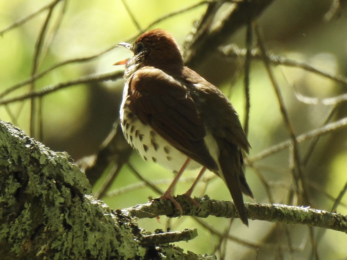 Wood Thrush - ML617796114