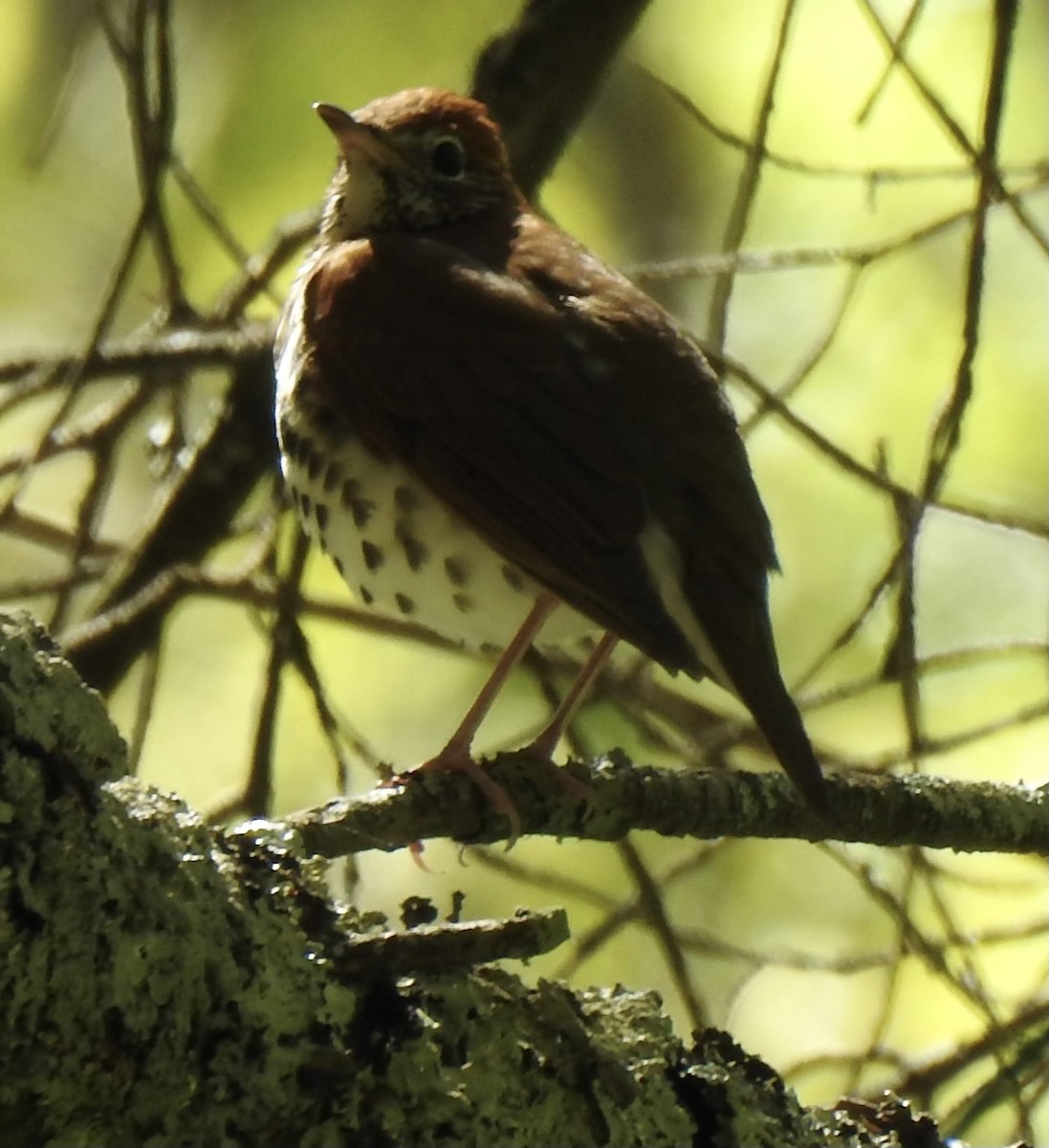 Wood Thrush - ML617796115