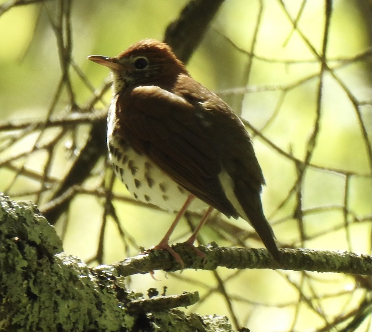 Wood Thrush - ML617796116