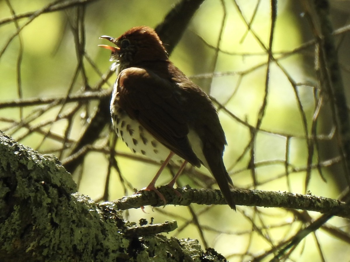 Wood Thrush - ML617796117