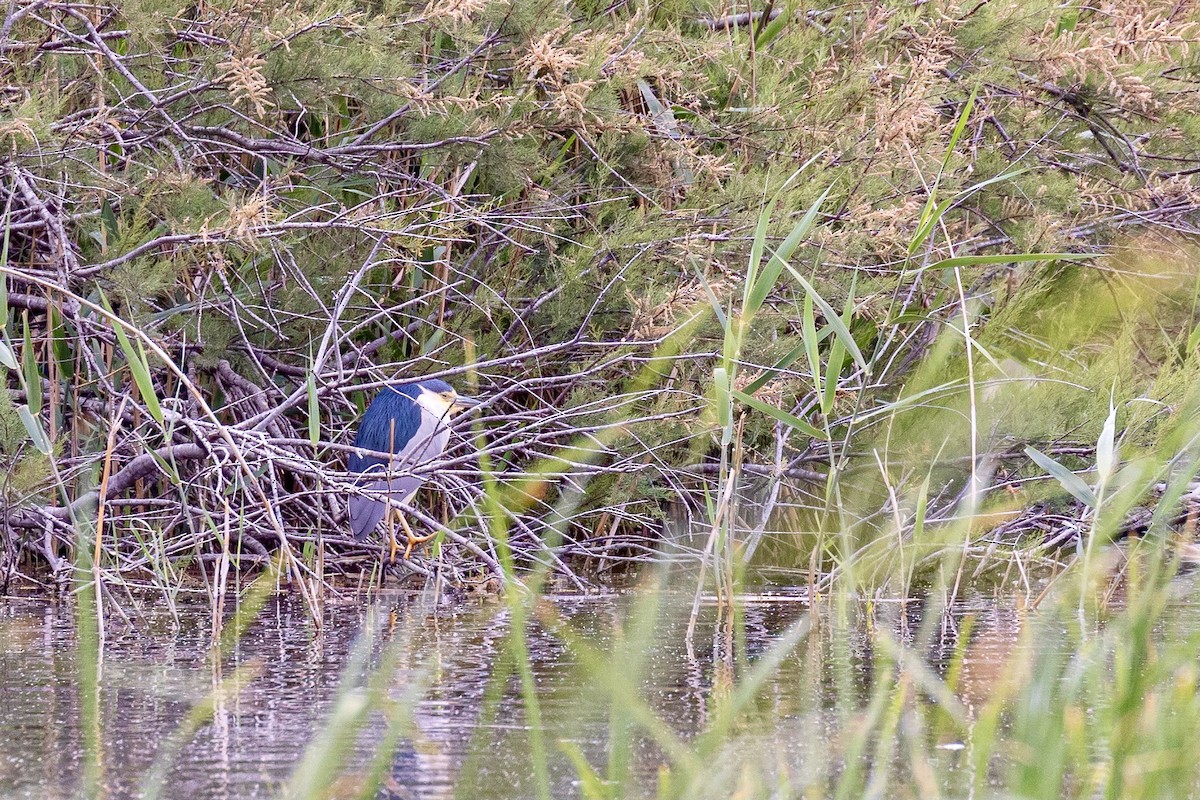 Little Bittern - ML617796119