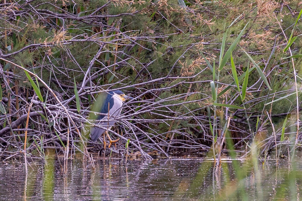 Little Bittern - ML617796120