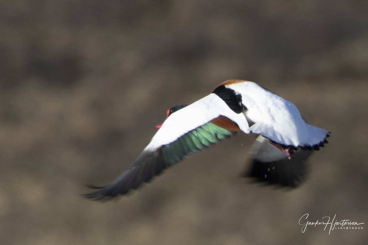 Common Shelduck - ML617796125