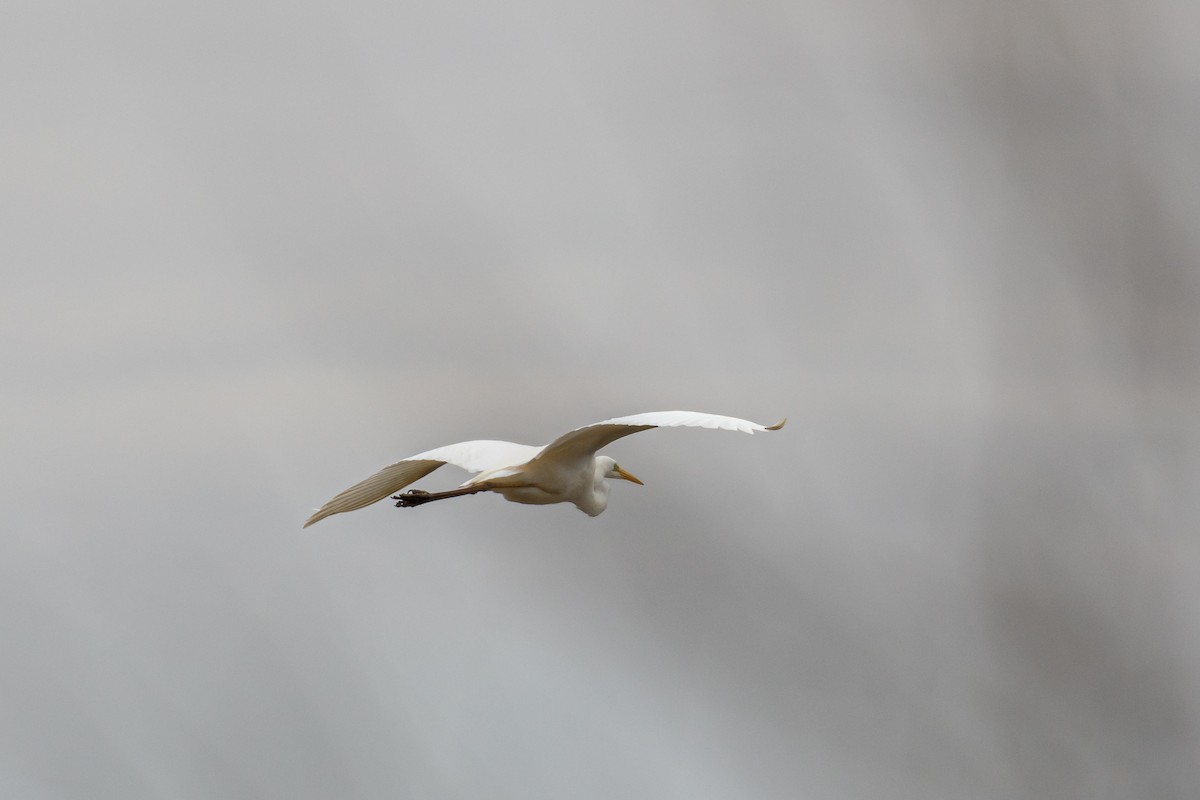 Great Egret - ML617796142