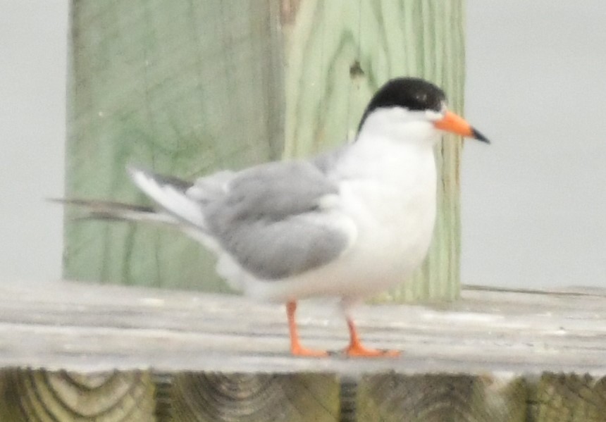 Forster's Tern - ML617796144