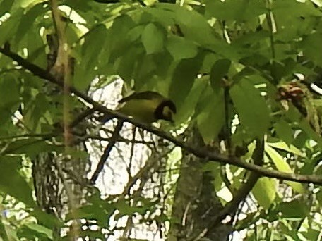 Hooded Warbler - ML617796145