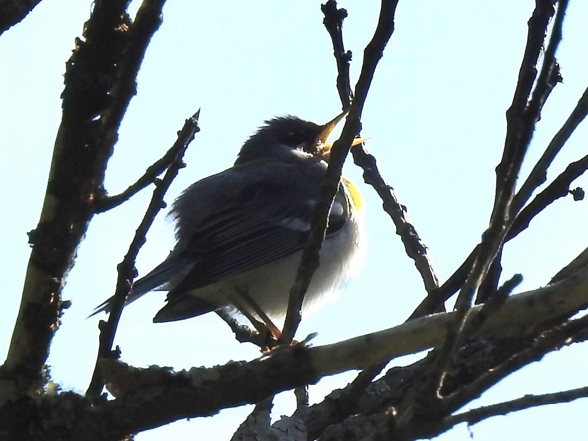 Northern Parula - ML617796161