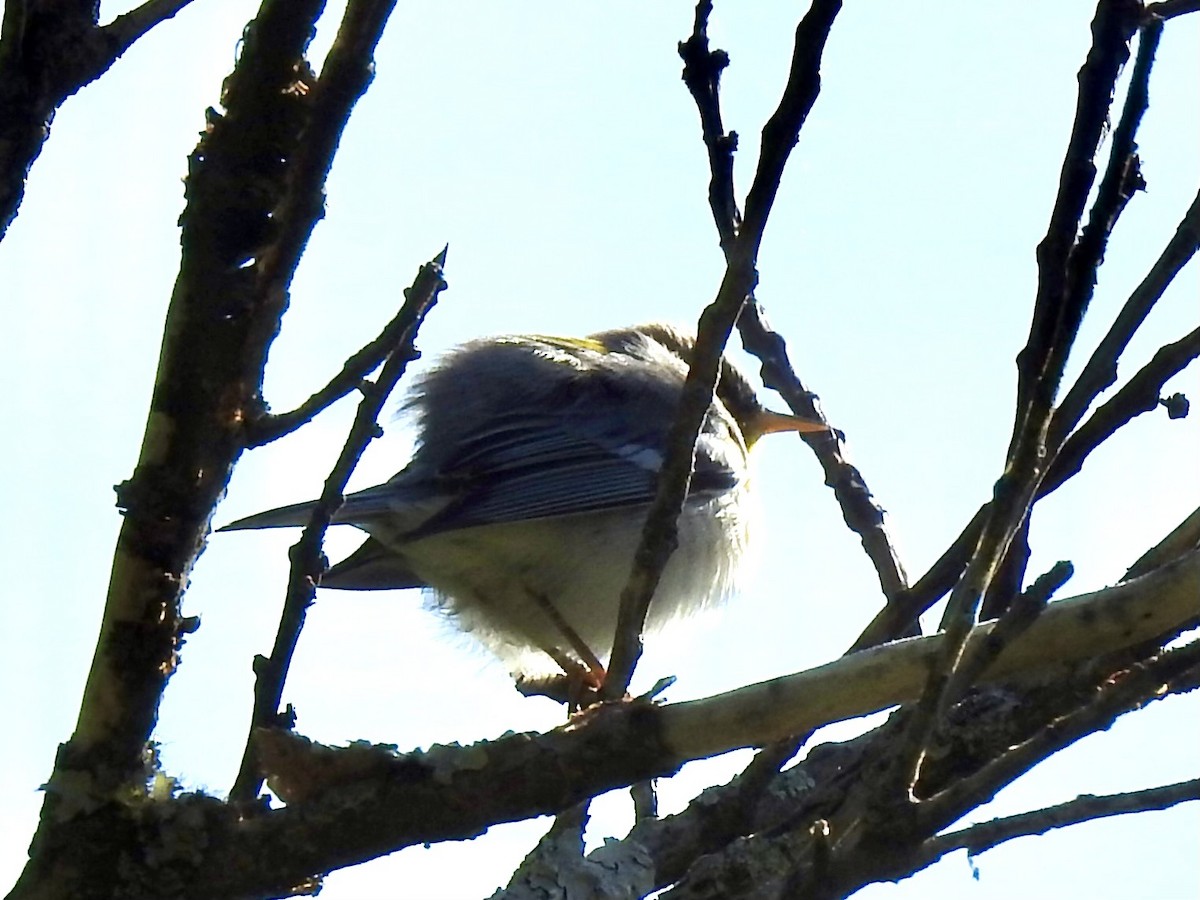 Northern Parula - ML617796162