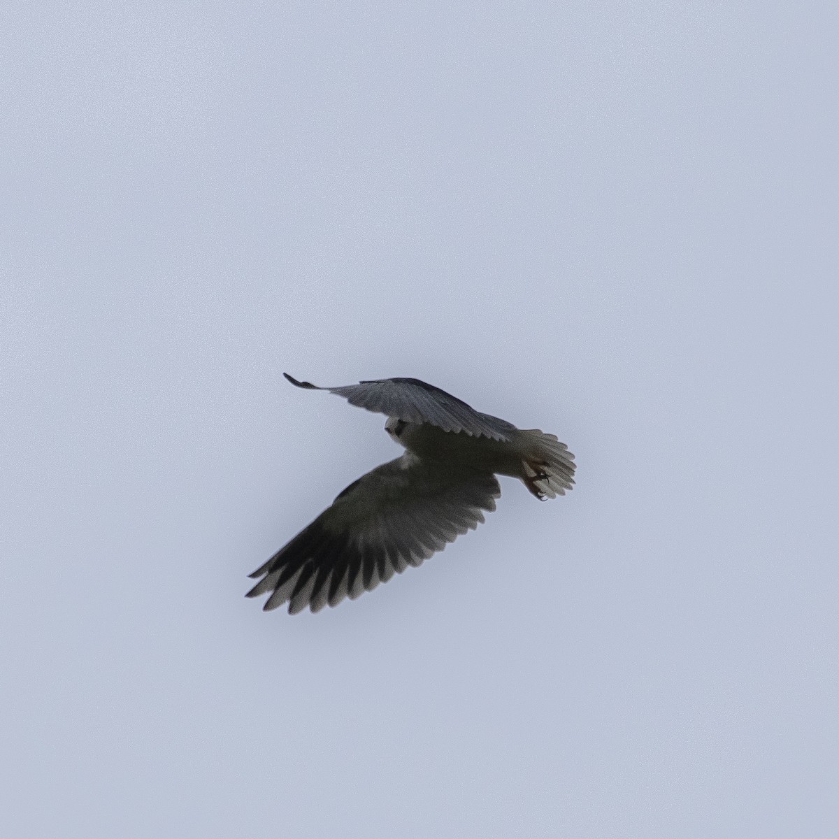 Black-winged Kite (African) - ML617796170