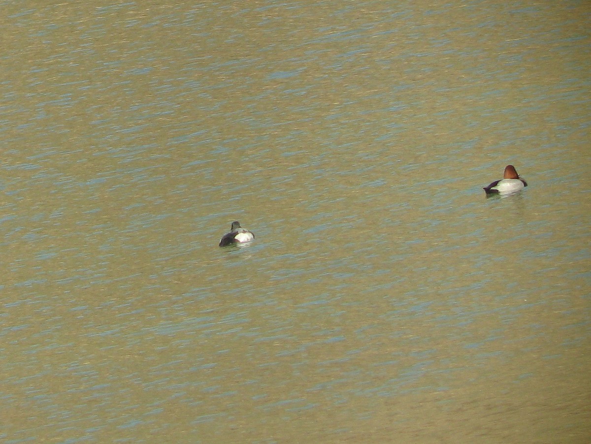 Greater Scaup - ML617796172