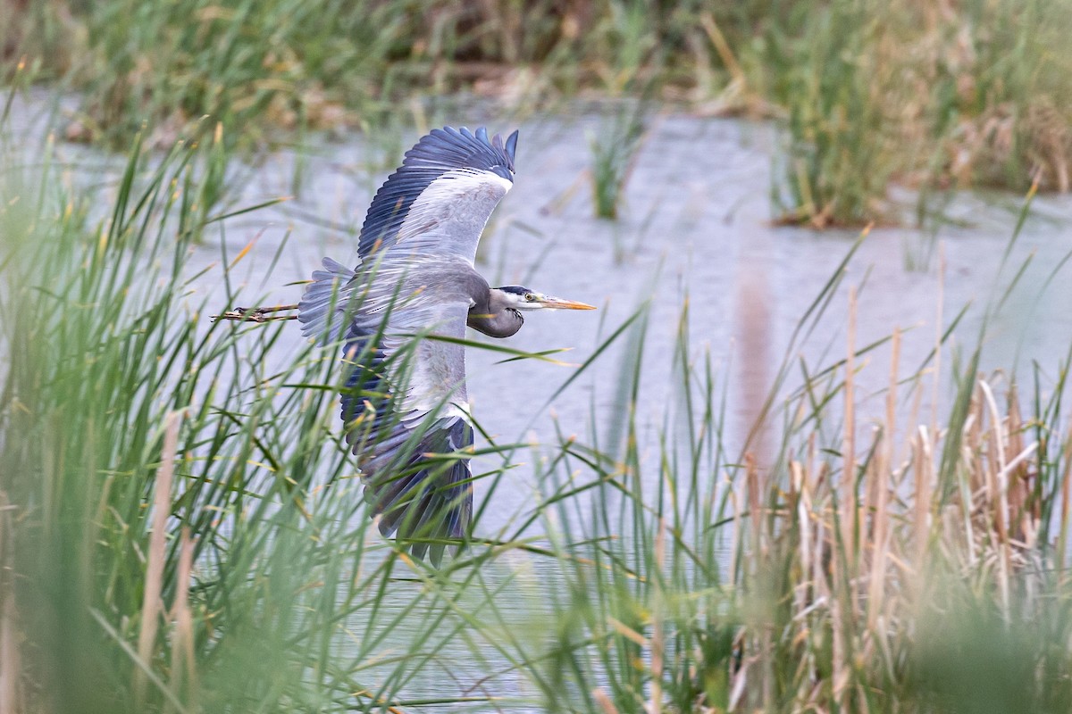 Gray Heron - ML617796183