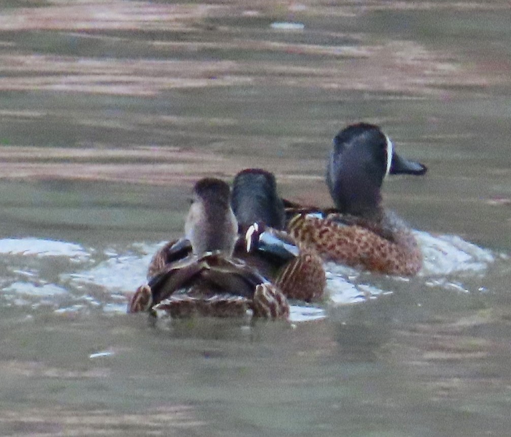 Blue-winged Teal - ML617796193