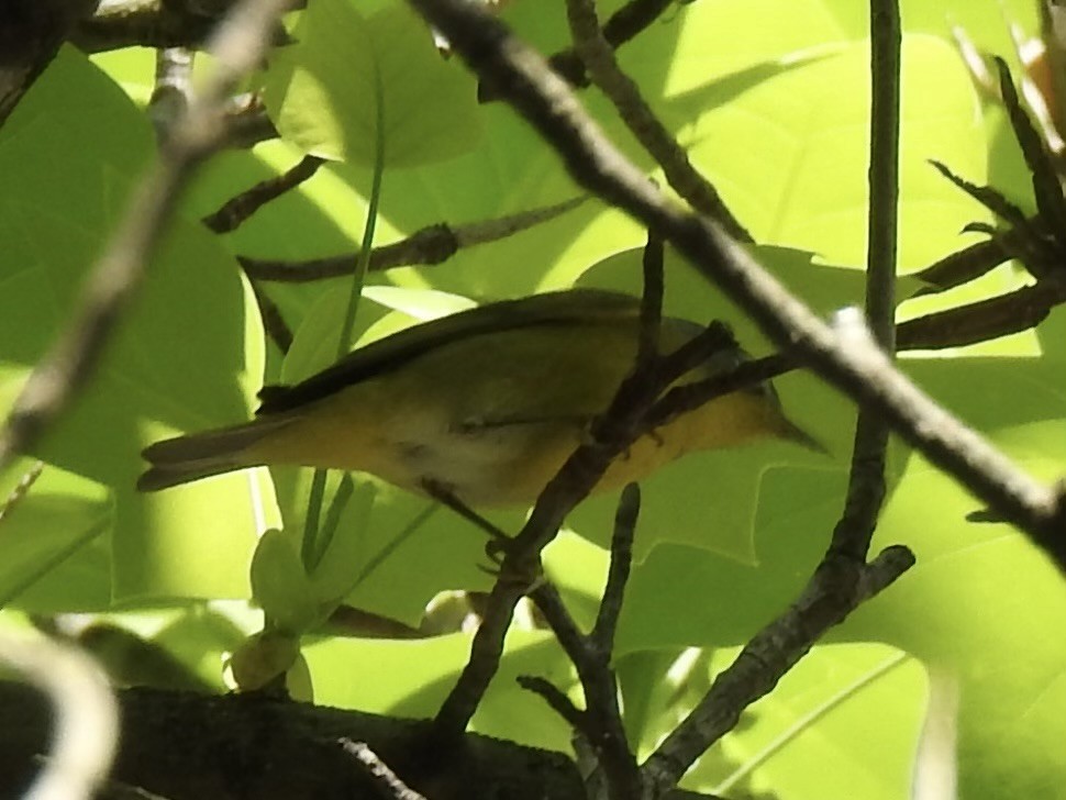 Nashville Warbler - ML617796206