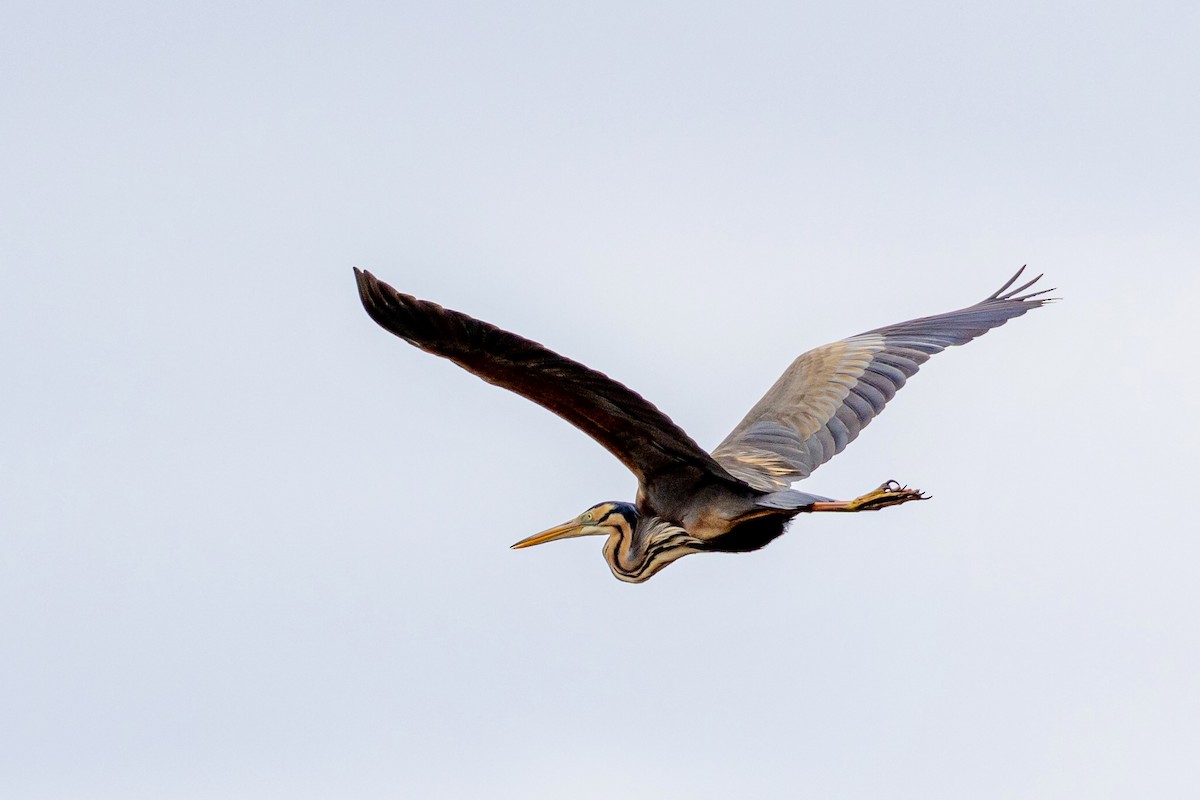 Purple Heron - ML617796209