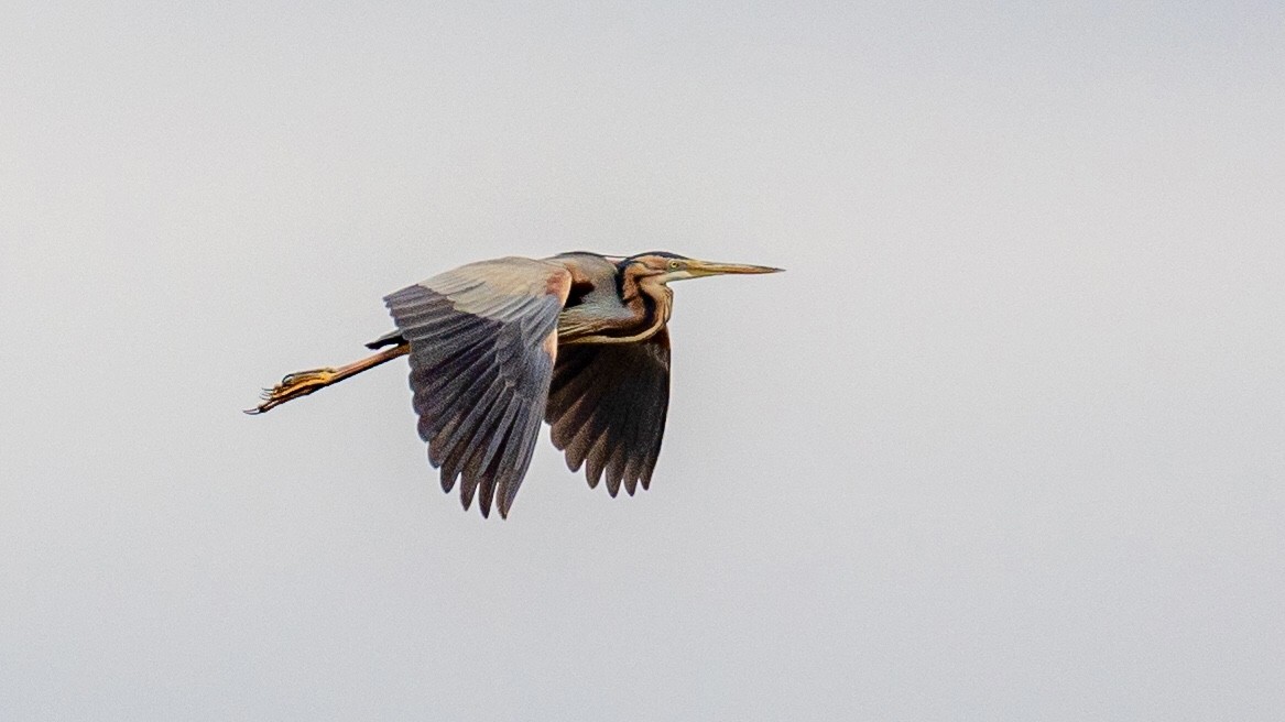 Purple Heron - ML617796211