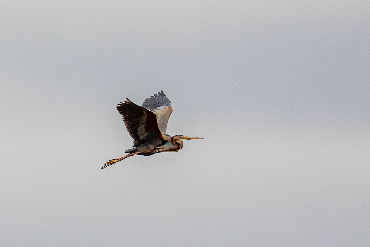 Purple Heron - ML617796212