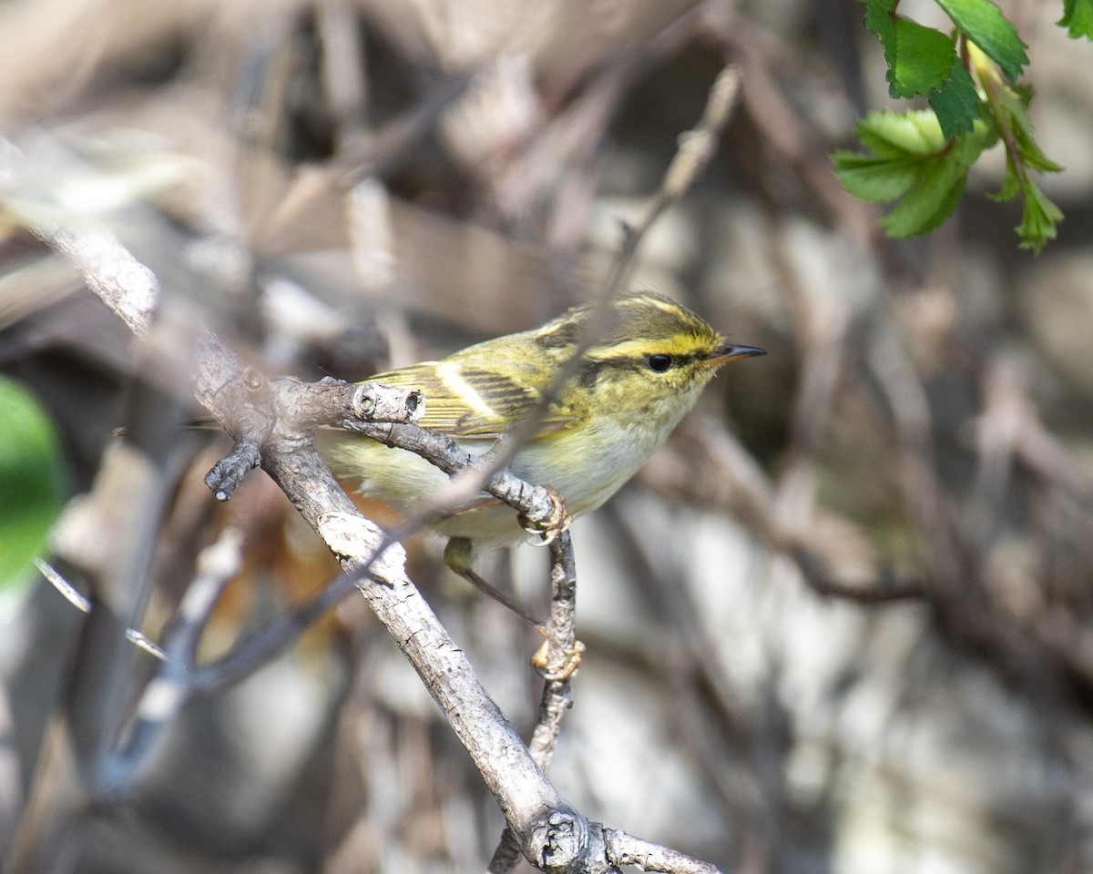 Pallas's Leaf Warbler - 김 석현