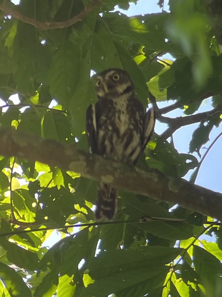 Ferruginous Pygmy-Owl - Jayson D