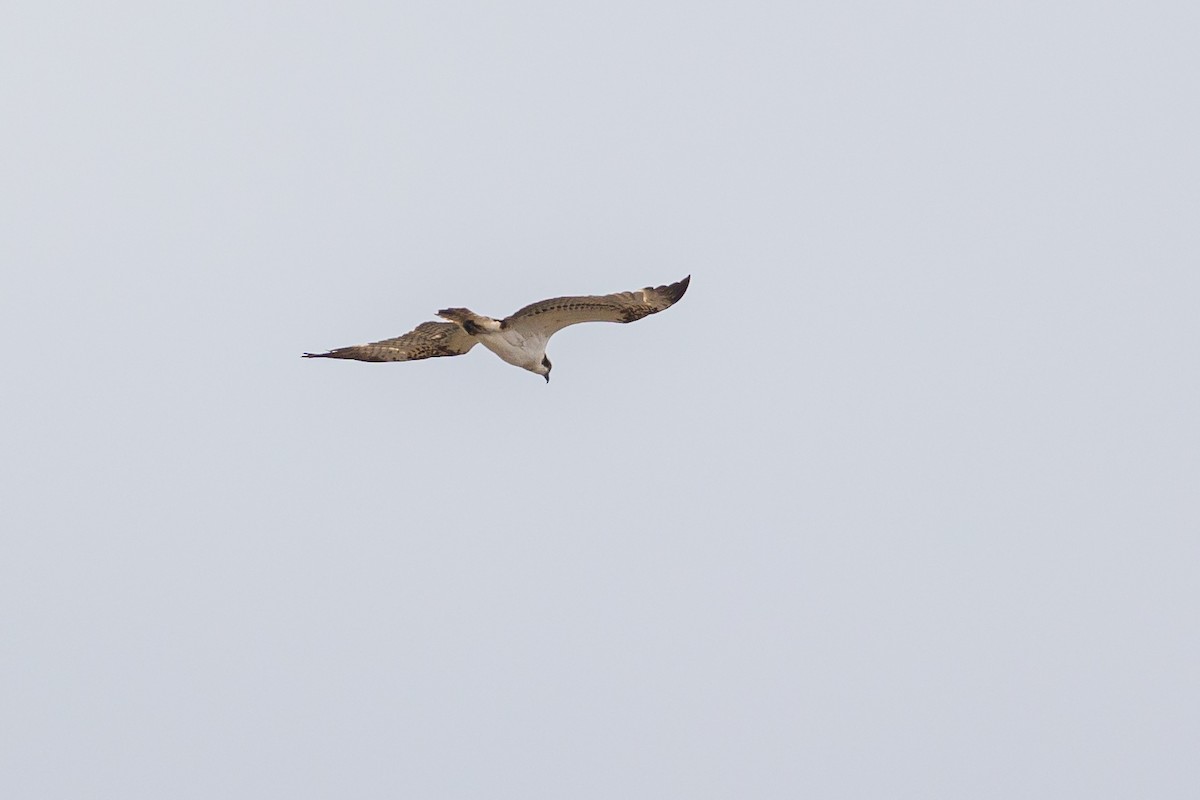 Águila Pescadora - ML617796243