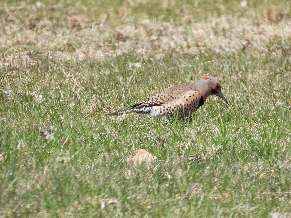 Northern Flicker - ML617796274