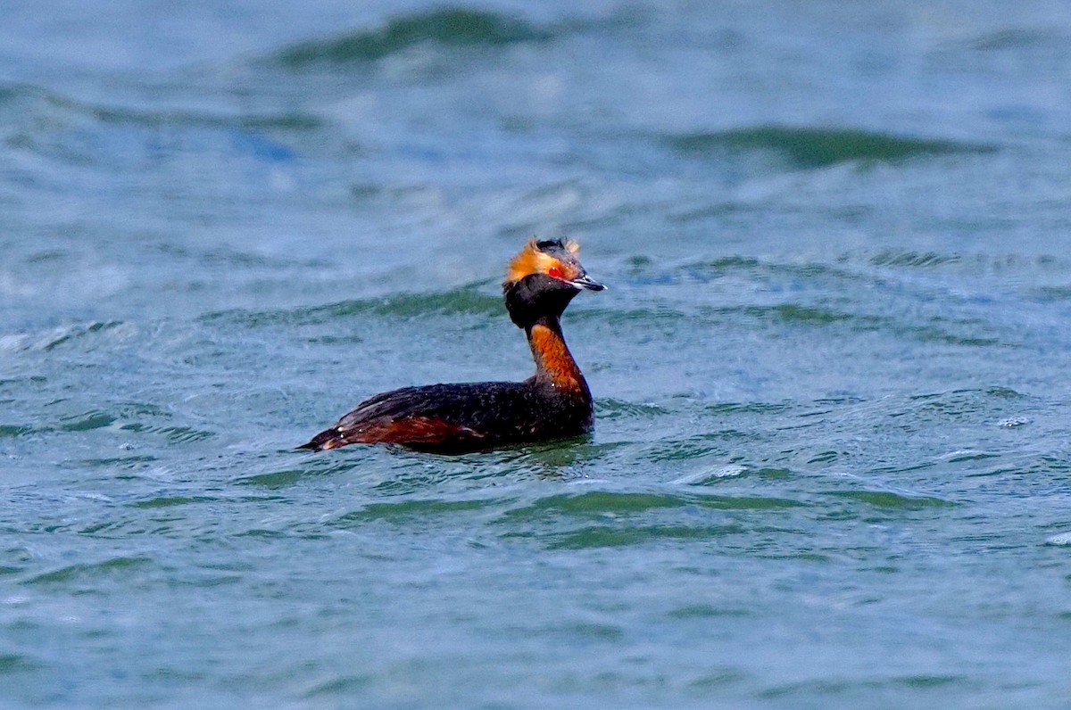 Eared Grebe - Grace Thornton