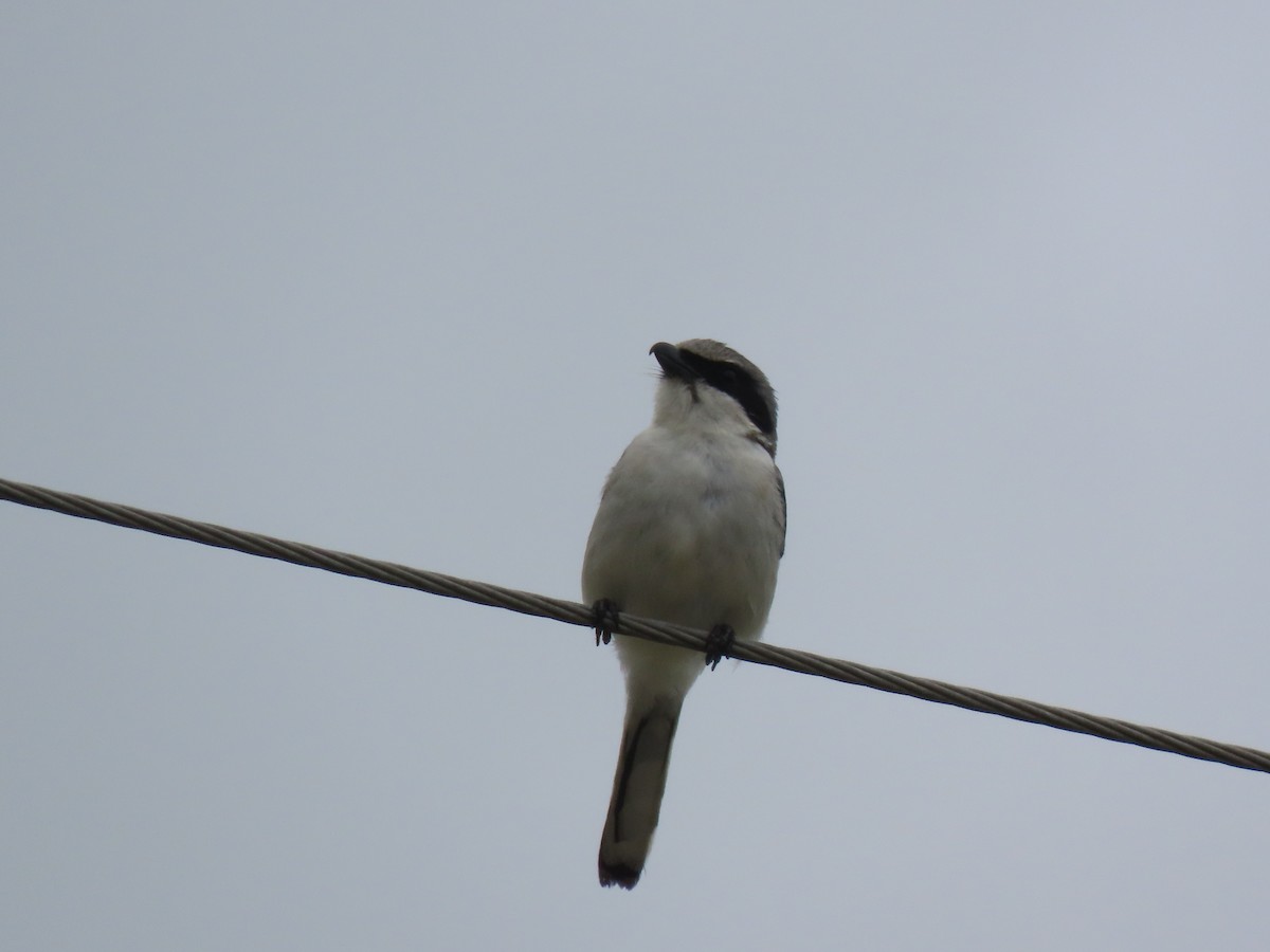 Loggerhead Shrike - Aarzu Maknojia