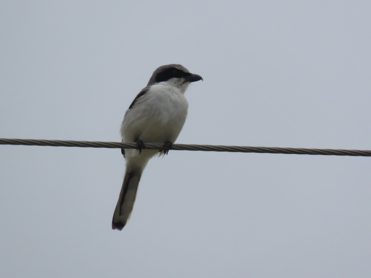 Loggerhead Shrike - Aarzu Maknojia