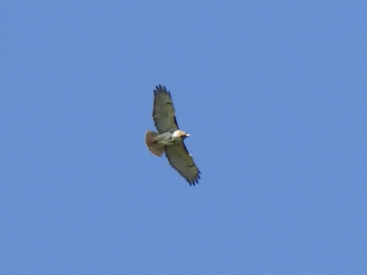 Red-tailed Hawk - ML617796327