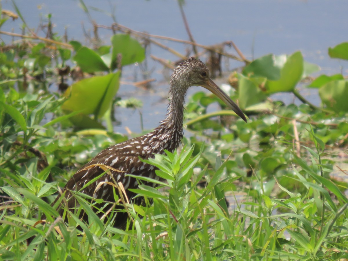 Limpkin - Aarzu Maknojia