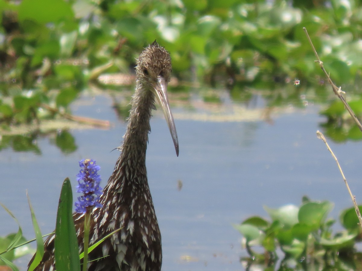 Limpkin - Aarzu Maknojia