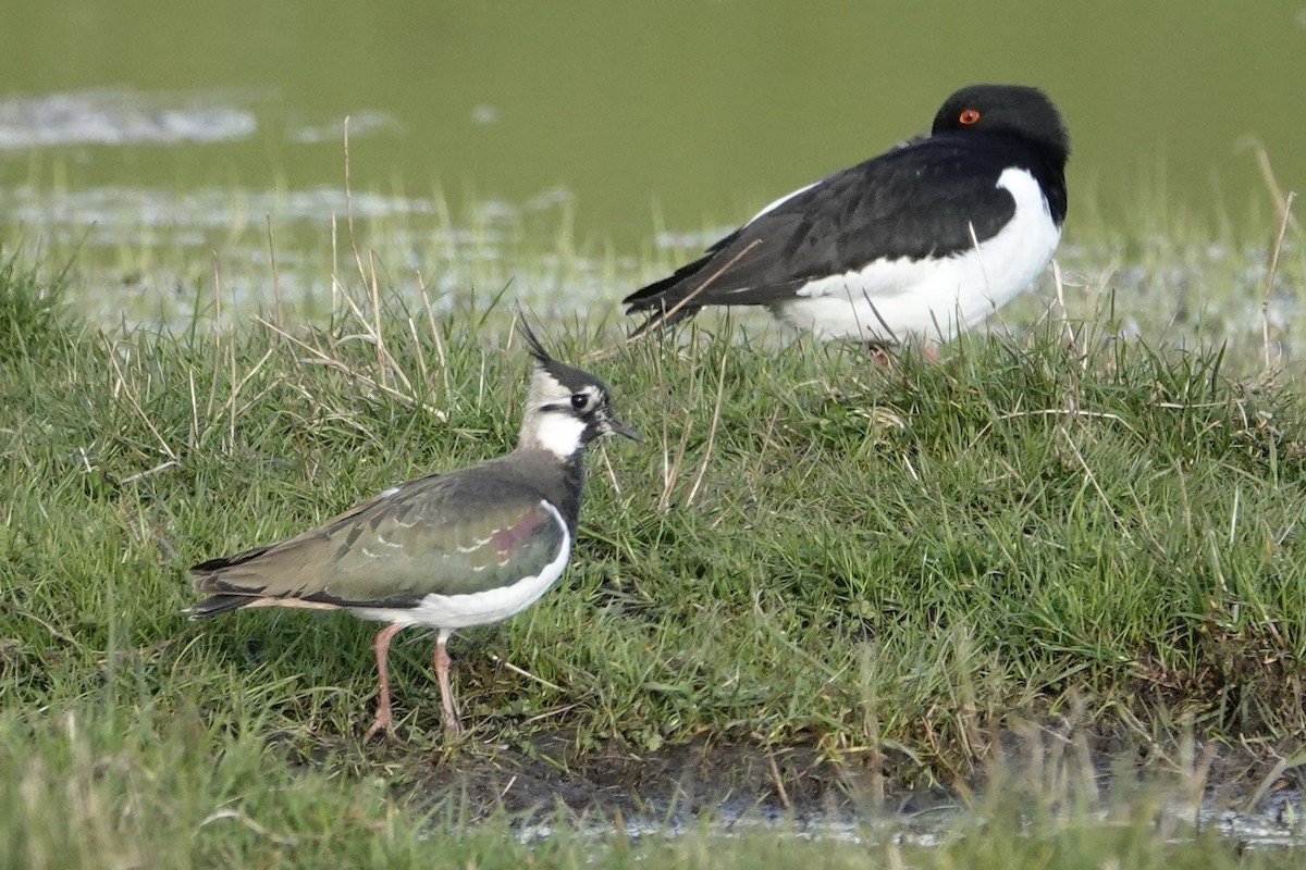 Northern Lapwing - ML617796370