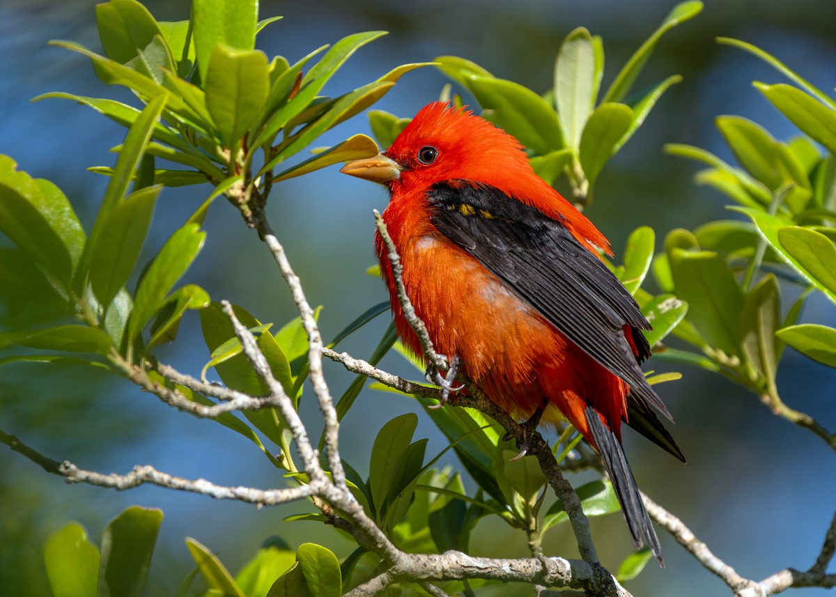 Scarlet Tanager - ML617796375