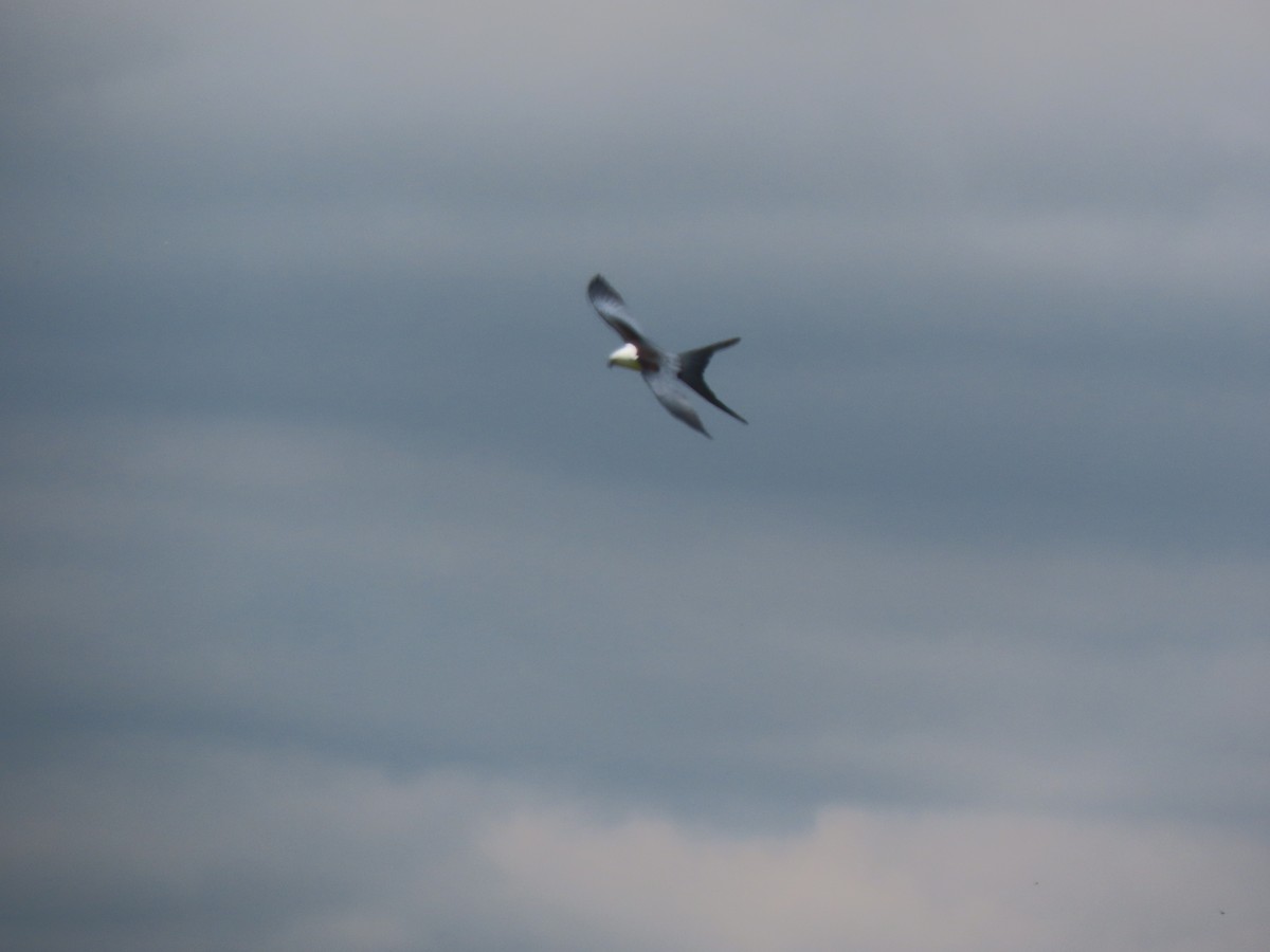 Swallow-tailed Kite - Aarzu Maknojia