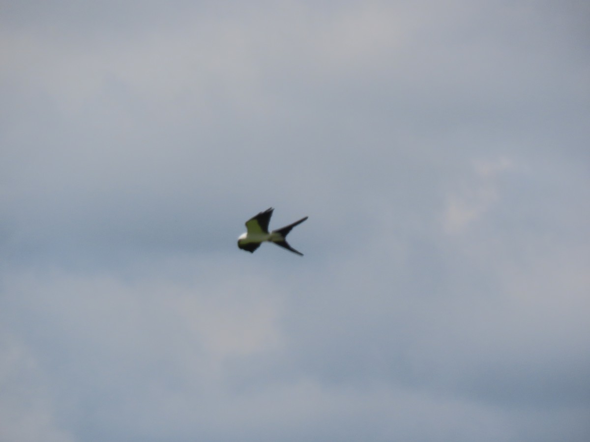 Swallow-tailed Kite - Aarzu Maknojia
