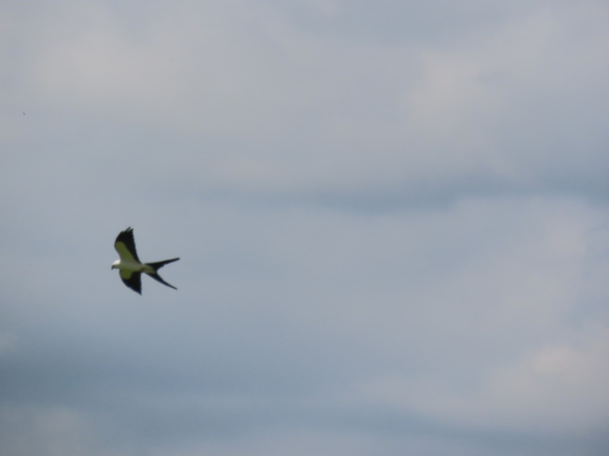 Swallow-tailed Kite - Aarzu Maknojia