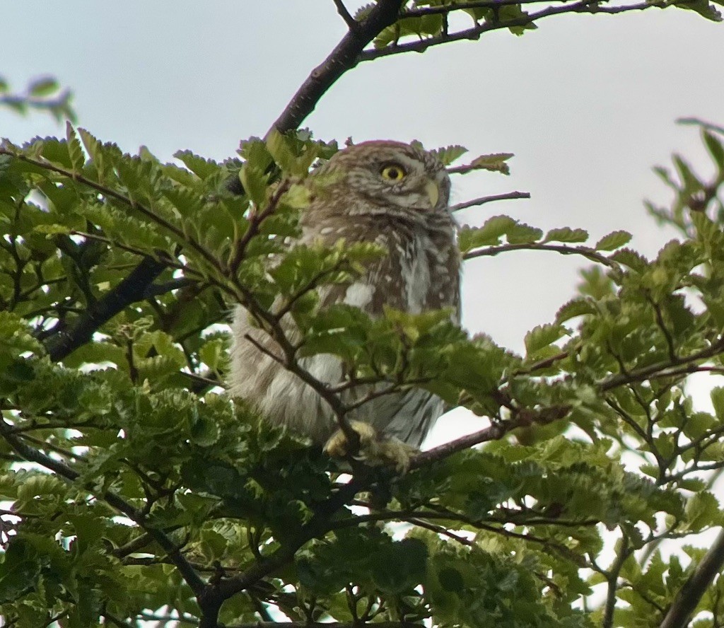 Austral Pygmy-Owl - Jayson D