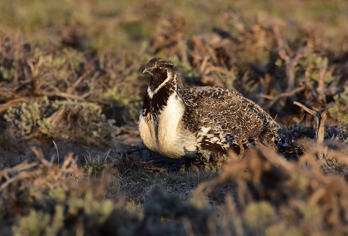 Greater Sage-Grouse - Dean Hester