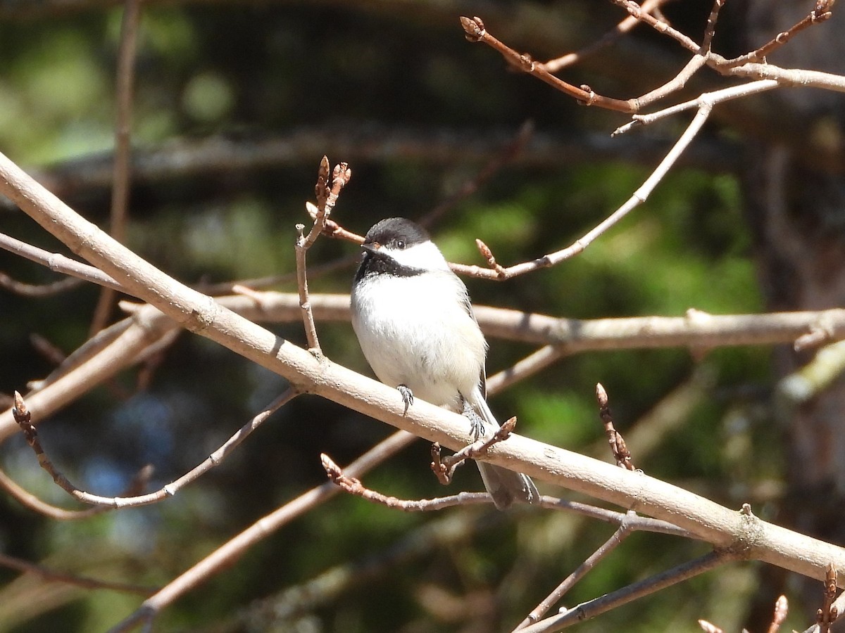 Mésange à tête noire - ML617796453