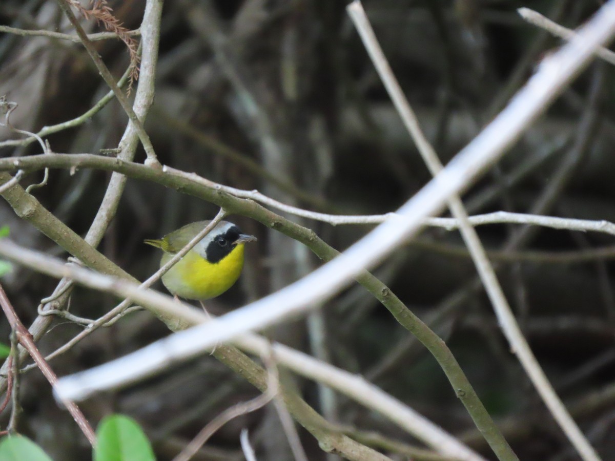 Common Yellowthroat - Aarzu Maknojia