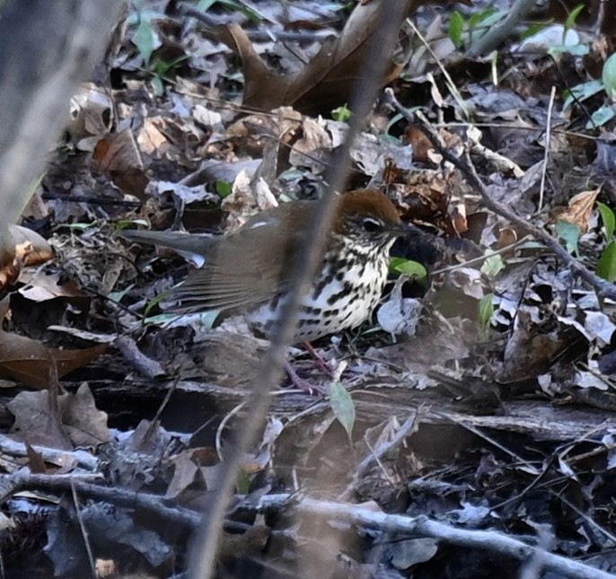 Wood Thrush - Kim Westcott