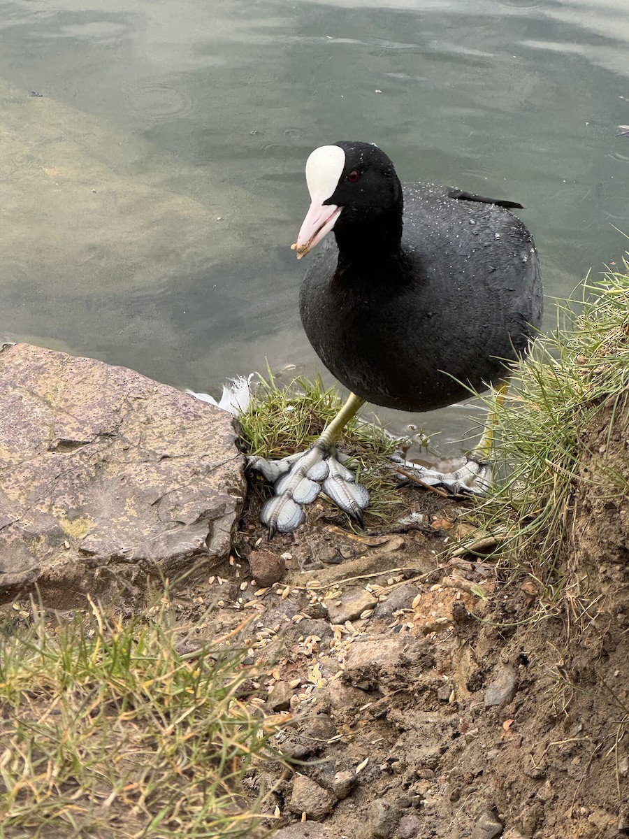 Eurasian Coot - ML617796470