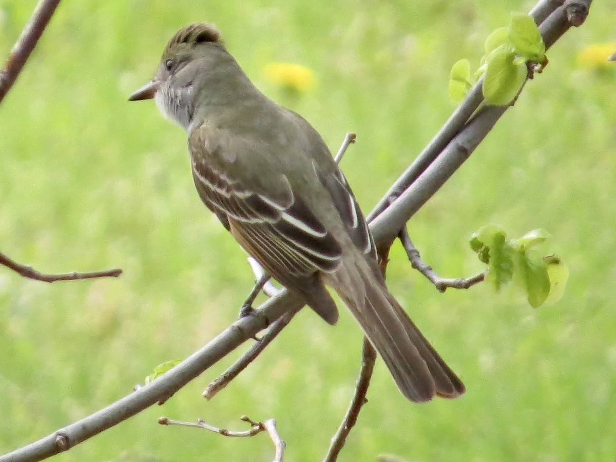 Great Crested Flycatcher - ML617796478