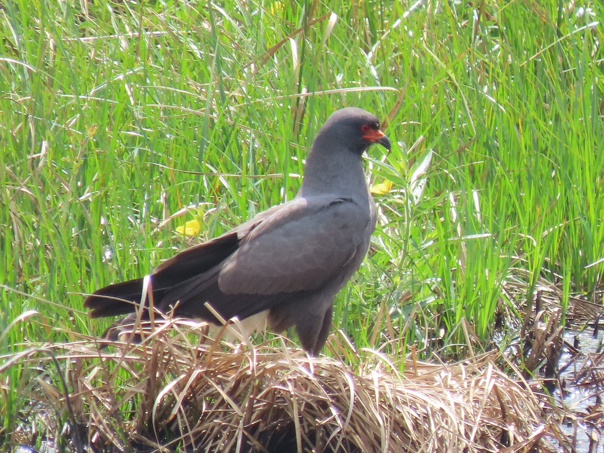 Snail Kite - Aarzu Maknojia