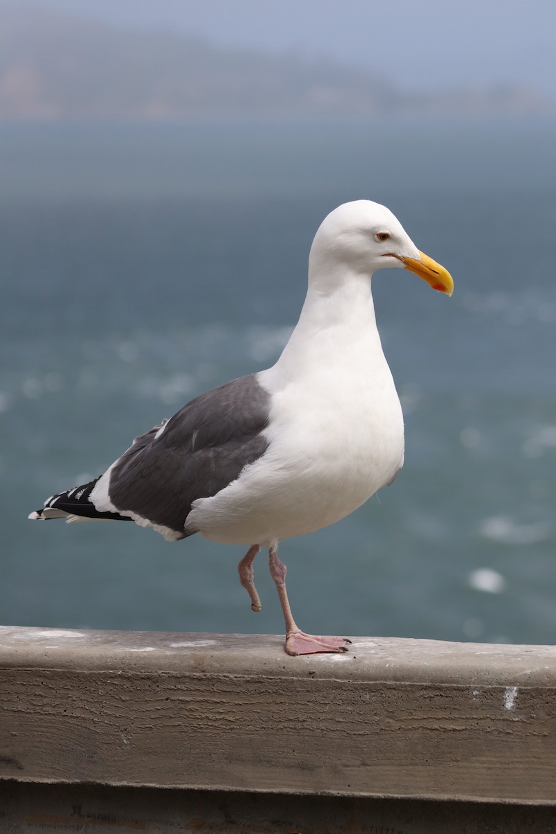 Western Gull - Erick Masias