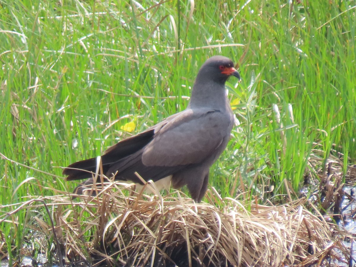 Snail Kite - Aarzu Maknojia