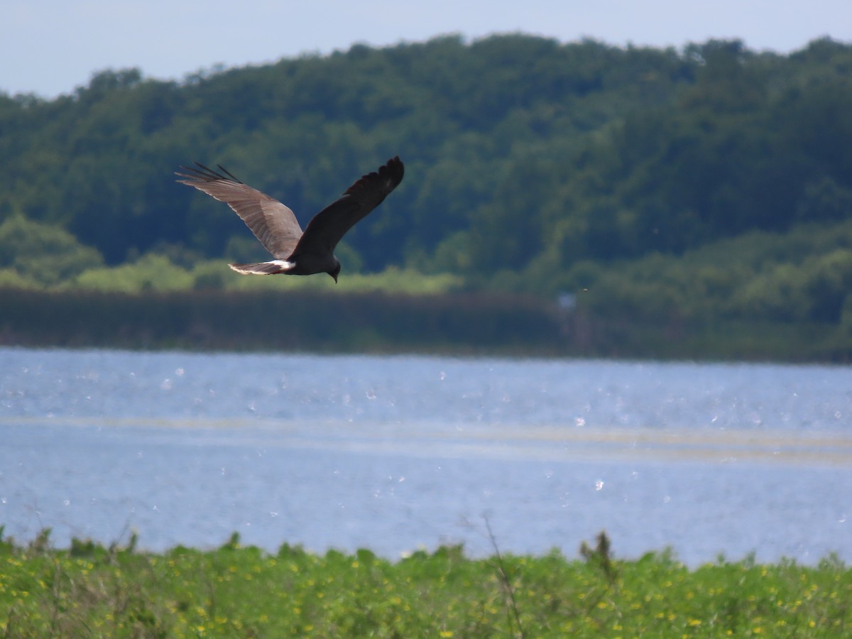 Snail Kite - Aarzu Maknojia