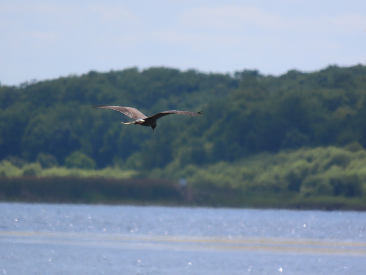 Snail Kite - ML617796497