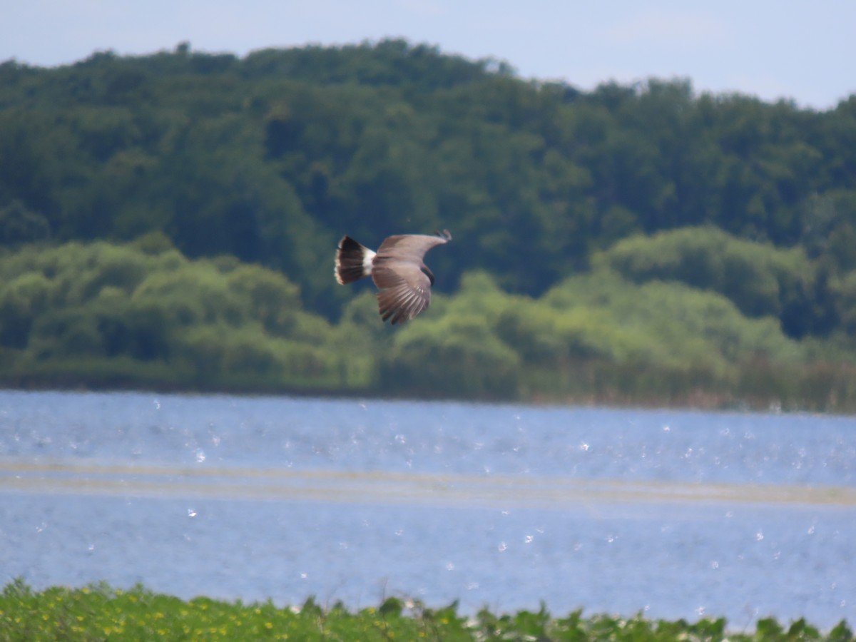 Snail Kite - Aarzu Maknojia