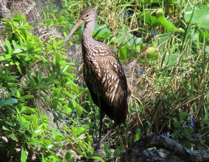 Limpkin - ML617796516